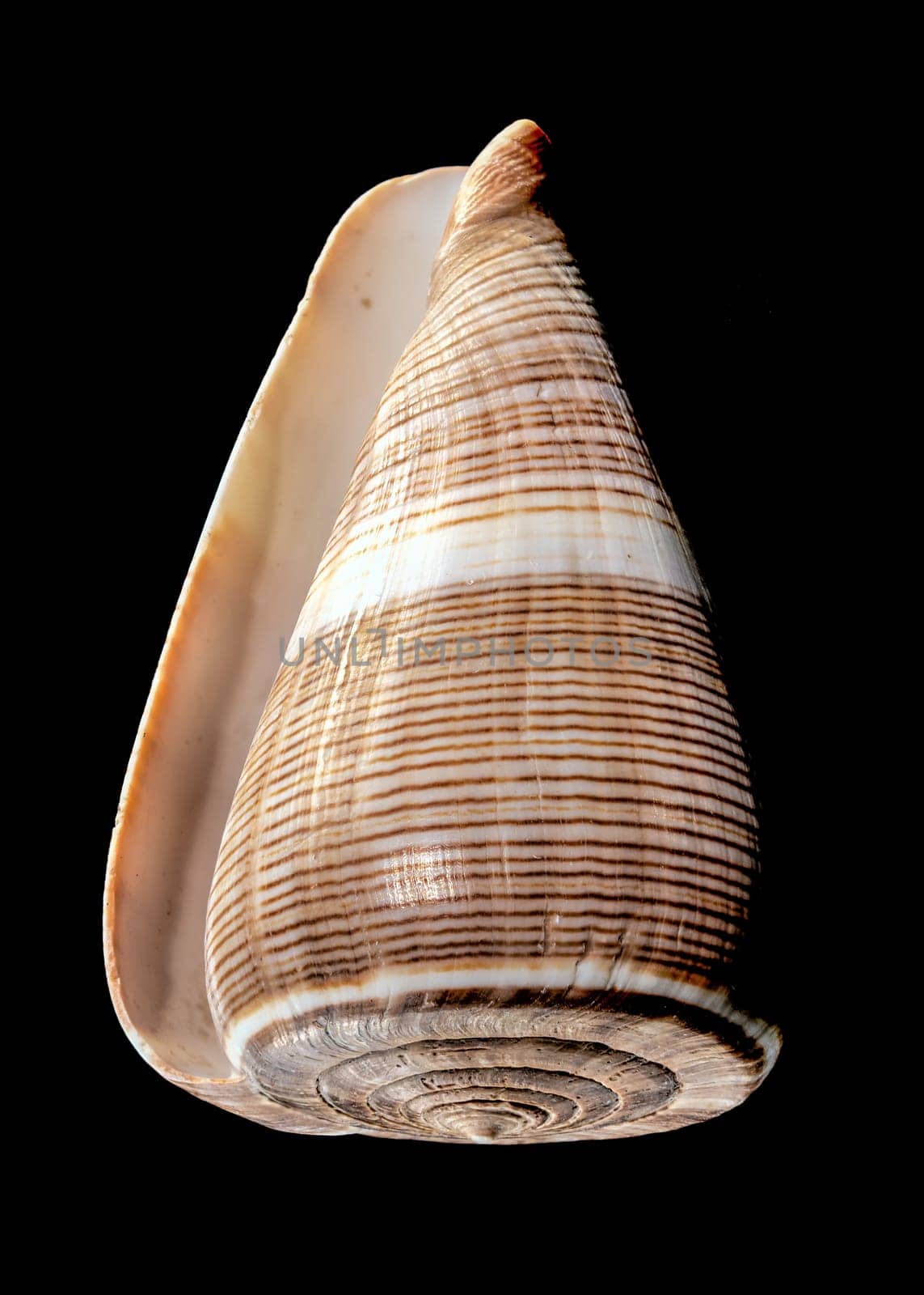 Conus Figulinus sea Shell on a black background by Multipedia