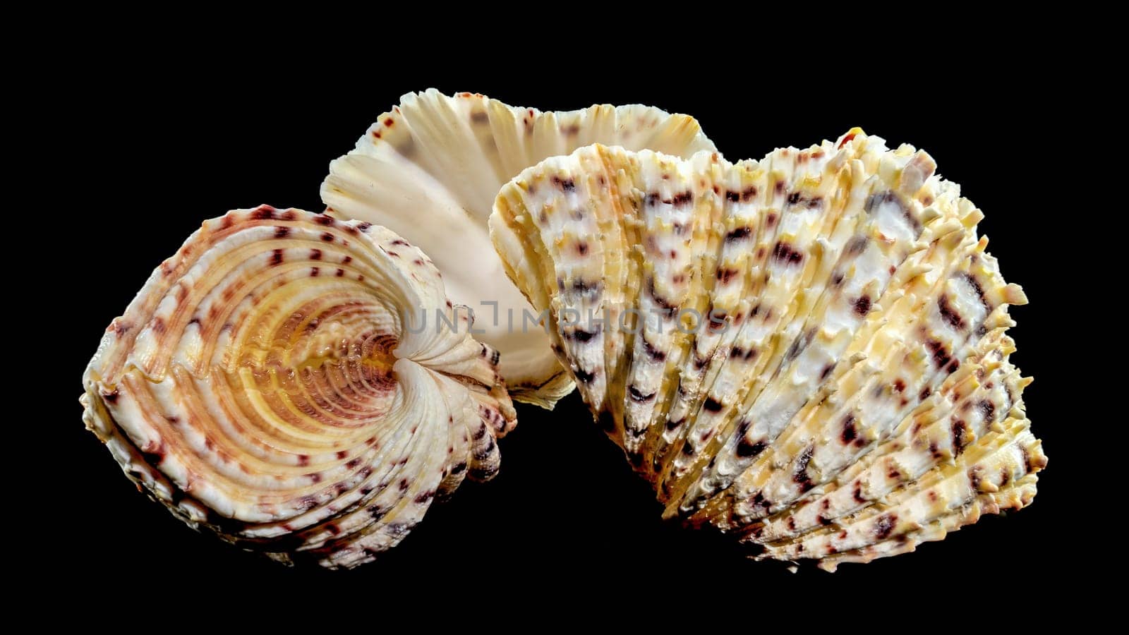 Close-up of Hippopus hippopus sea shell on a black background