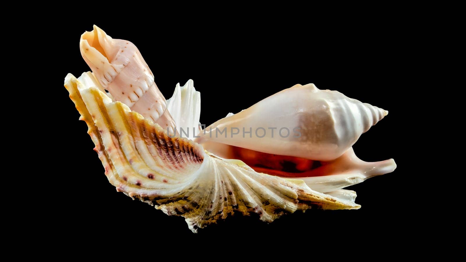 Composition of several seashells on a black background. Still life of shells