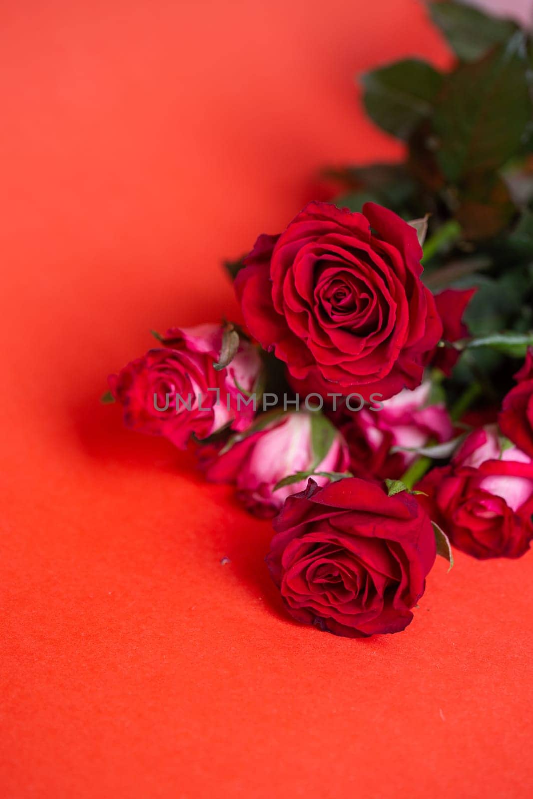 Red Roses Bouquet on Red Background. Perfect for Valentines Day, Love, Romance, Floral Arrangements. by Pukhovskiy