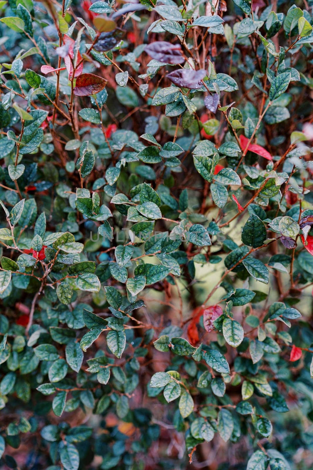 Red and green leaves on a barberry bush in the garden by Nadtochiy