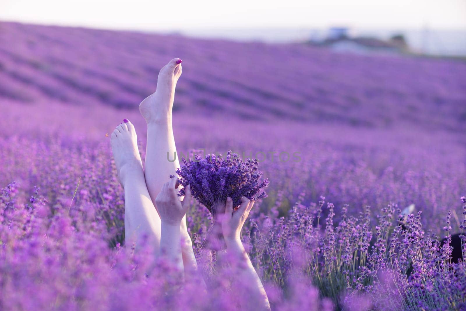 Lavender field woman's legs emerging from the bushes, holding a bouquet of fragrant lavender. Purple lavender bushes in bloom, aromatherapy