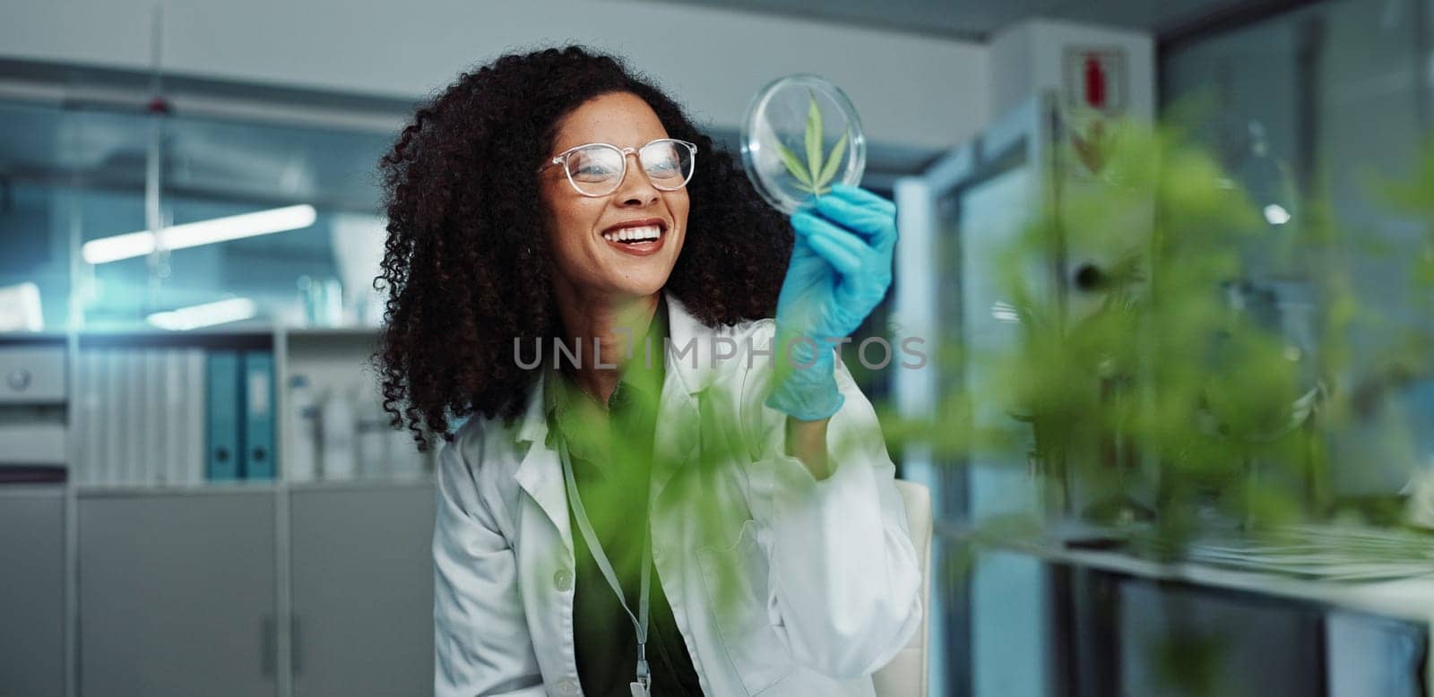 Scientist, cannabis and Petri dish in laboratory for research, development or medical experiment. Teamwork, analysis and focus on investigation for knowledge, testing and pharmaceutical innovation.