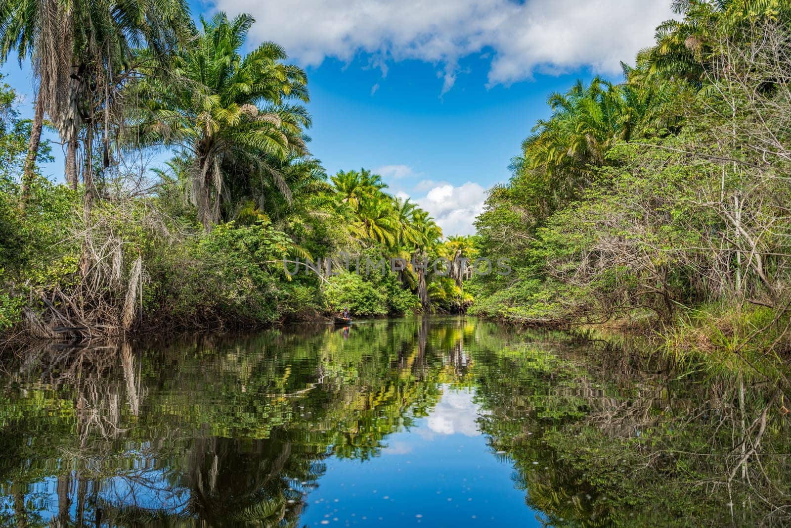Tropical river reflects lush vegetation and palms, creating a peaceful scene.