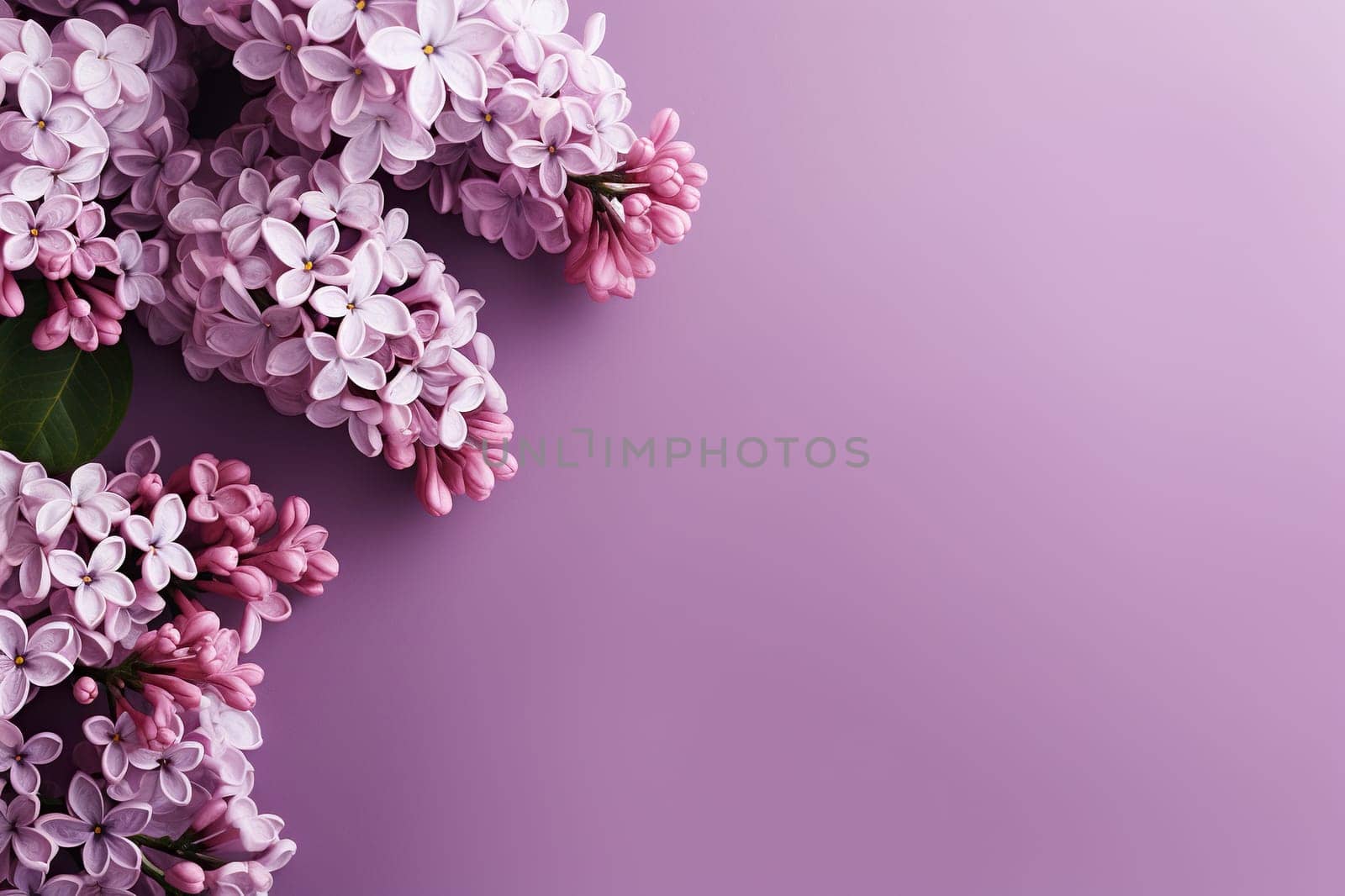 Spring background with a lilac branch on the left and space for text.