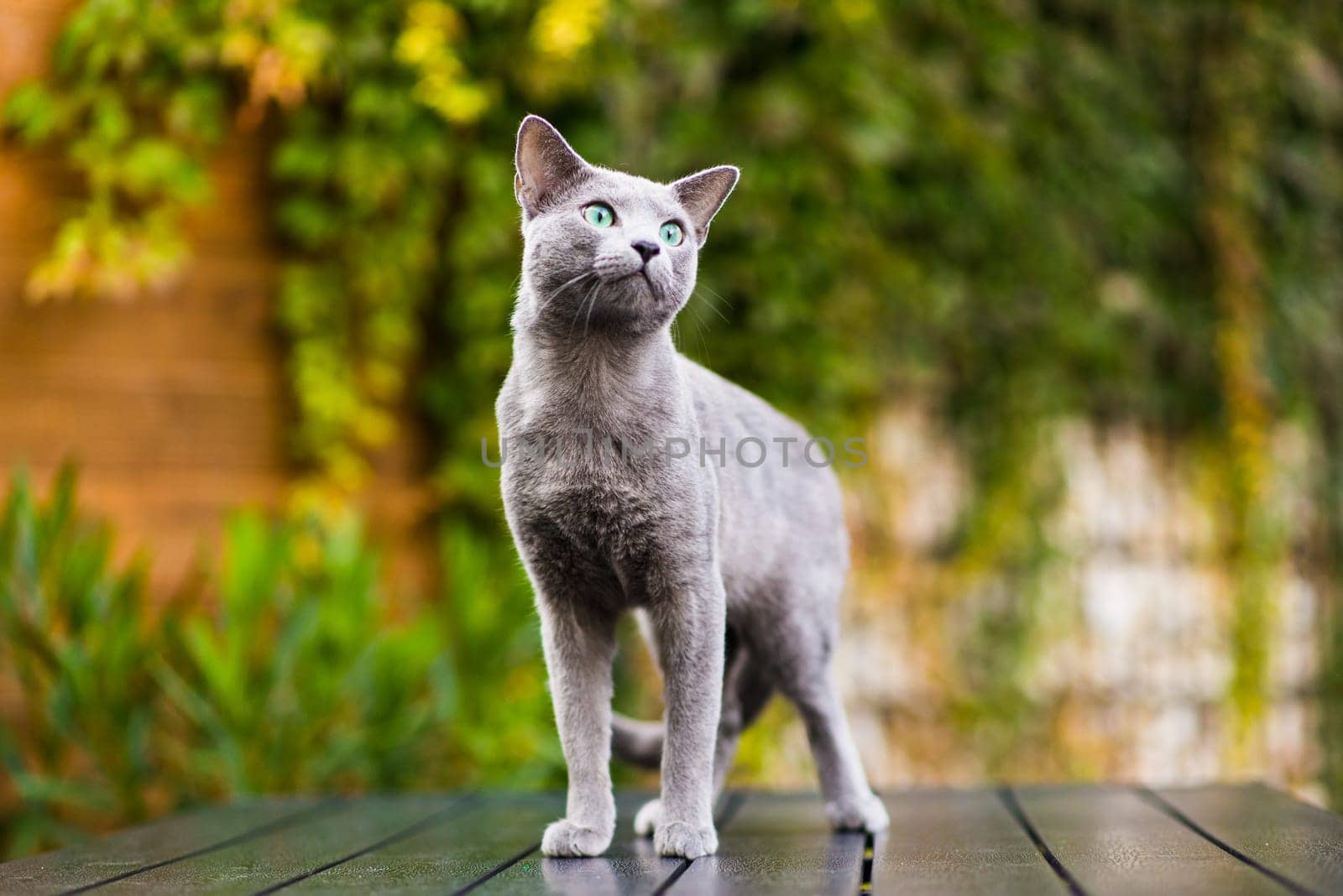 Beautiful domestic gray or blue British short hair cat with blue green eyes on wooden background