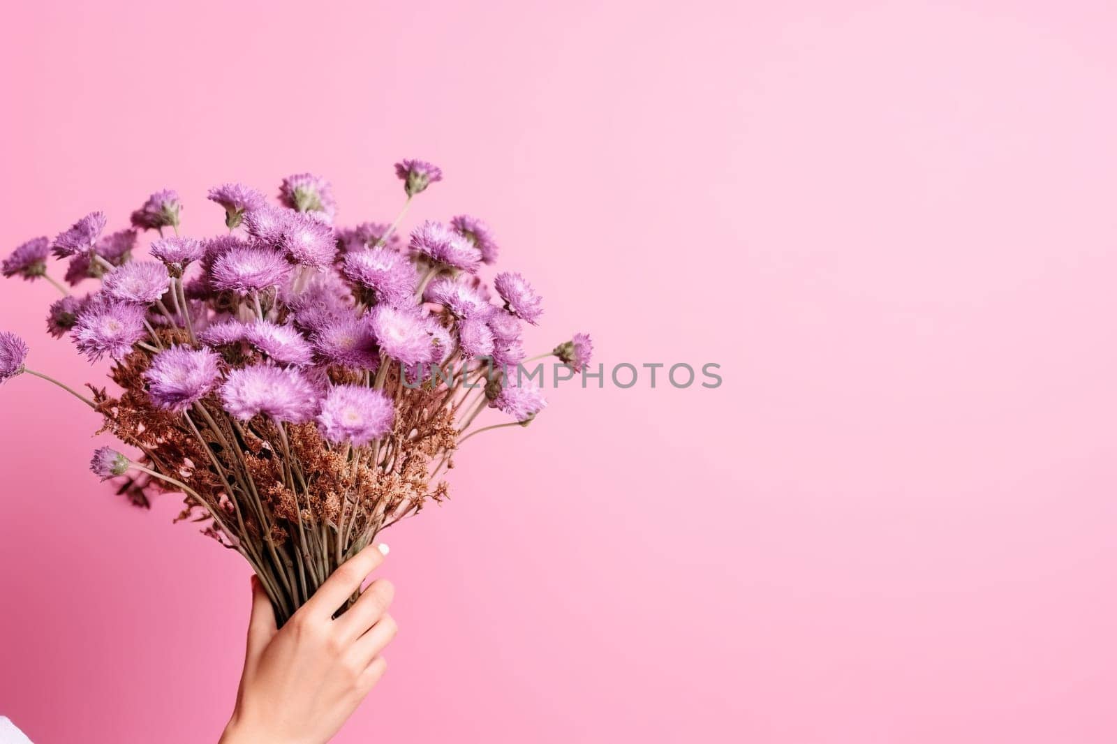 Pink horizontal background with a bouquet of lilac asters in female hands.
