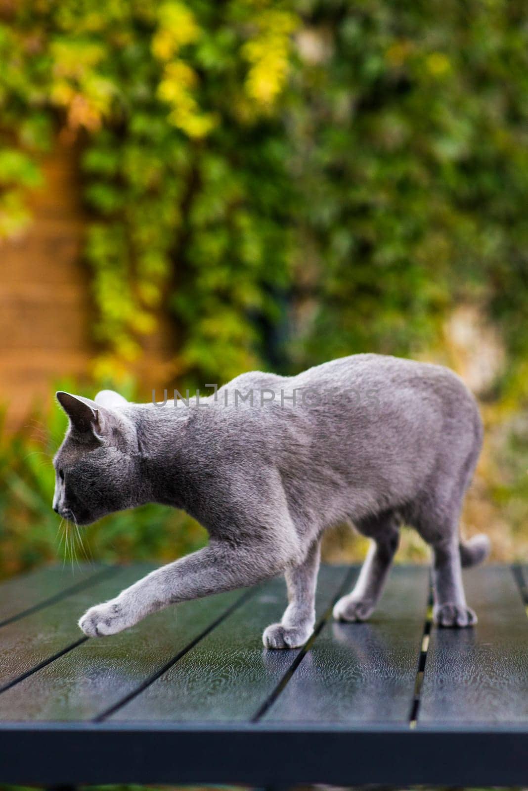 Beautiful domestic gray or blue British short hair cat with blue green eyes on wooden background