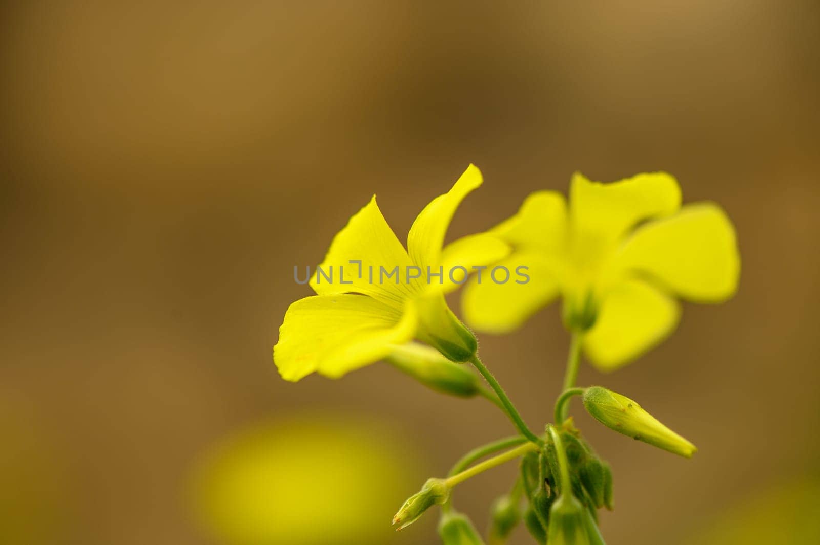 yellow wildflowers in Cyprus in winter on a sunny day 1