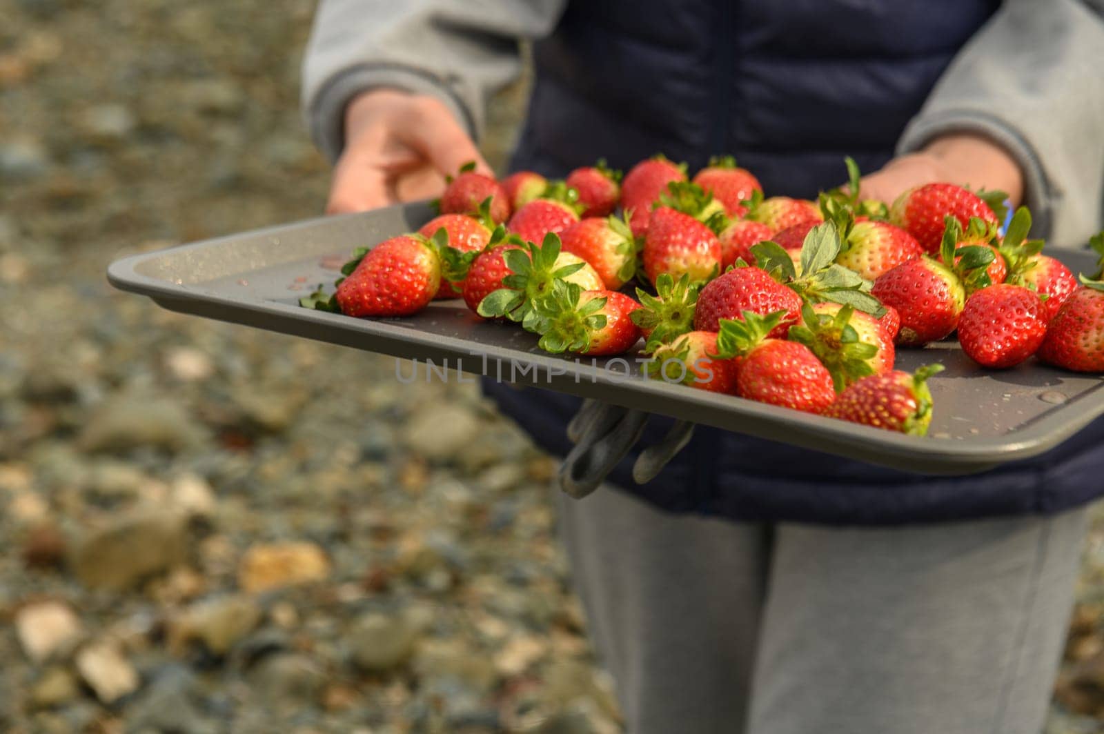 woman treats strawberries on a tray in winter