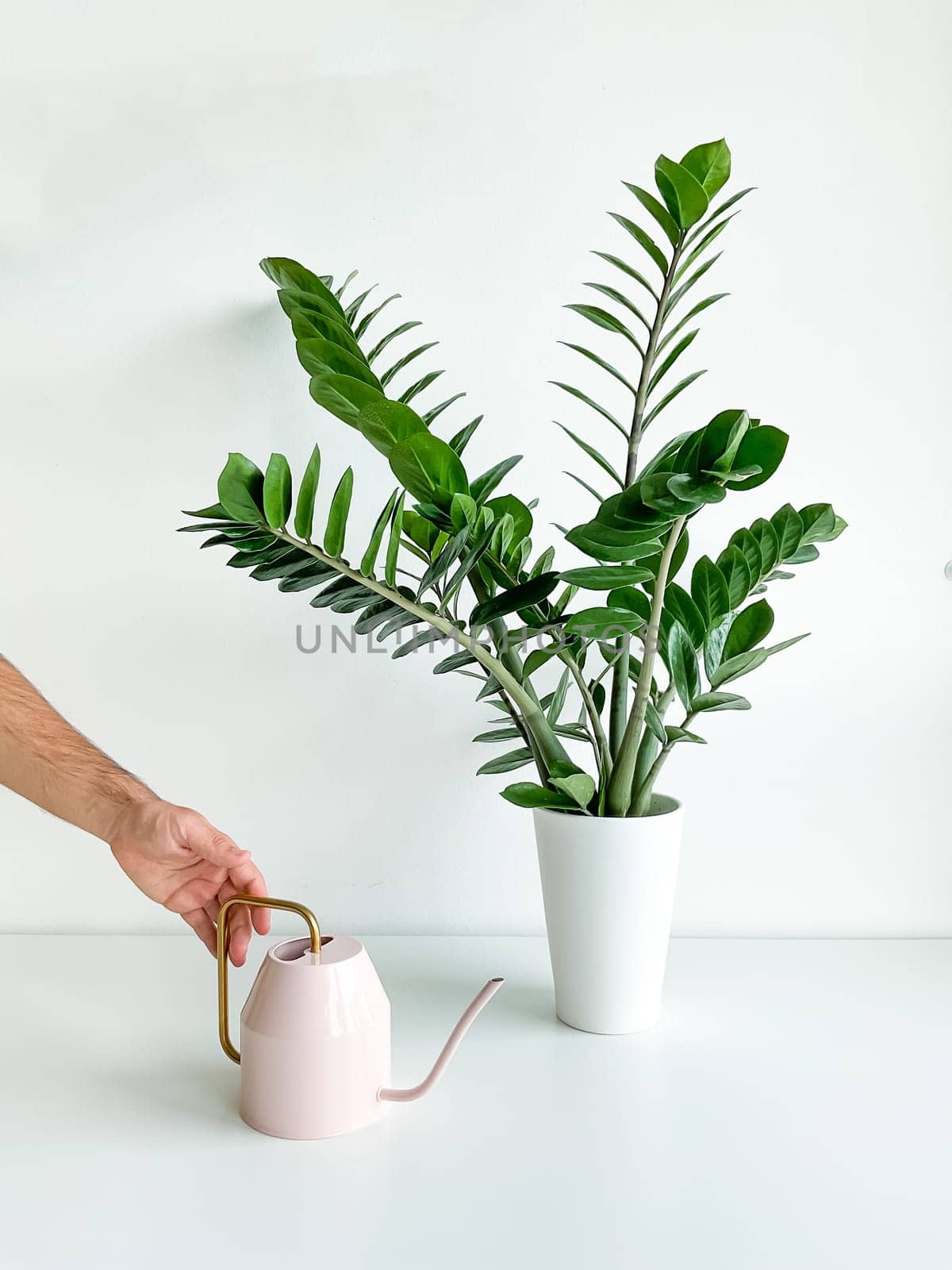 Cropped shot of a male hand watering a home plant in a flower pot with a pink watering can on a white table. Houseplant care. Minimalist interior. High quality photo