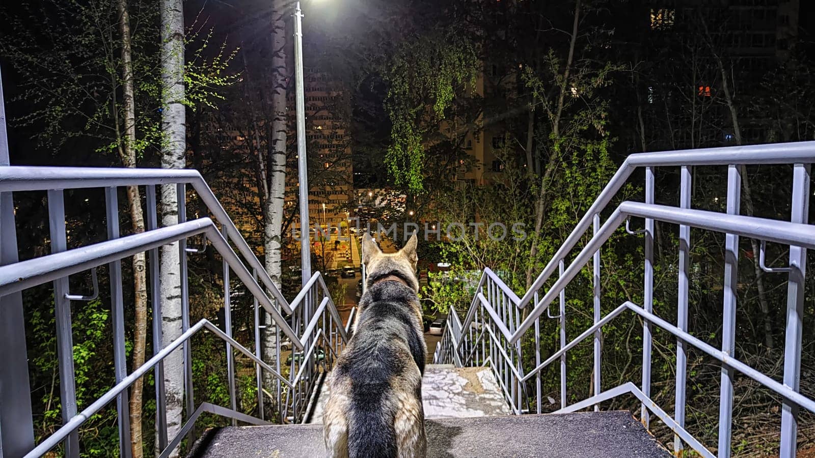 Dog German Shepherd is guarding territory at night. Russian eastern European dog veo at evening dark time