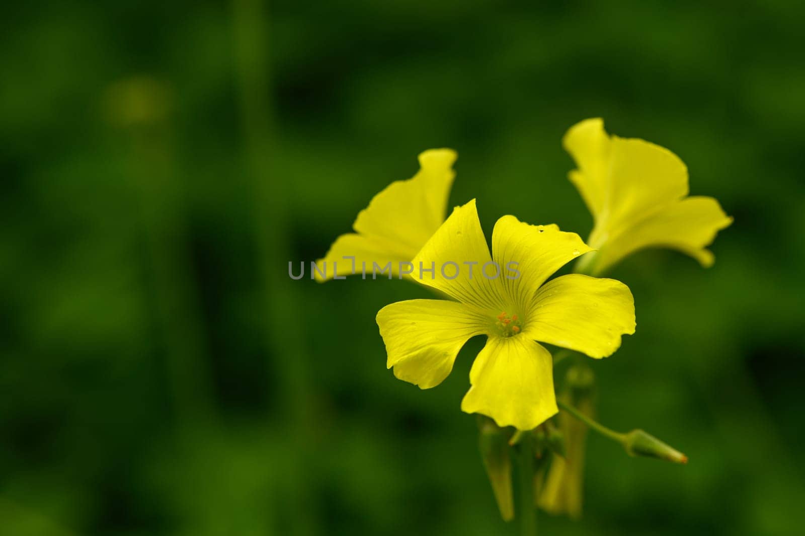 yellow wildflowers in Cyprus in winter on a sunny day 4