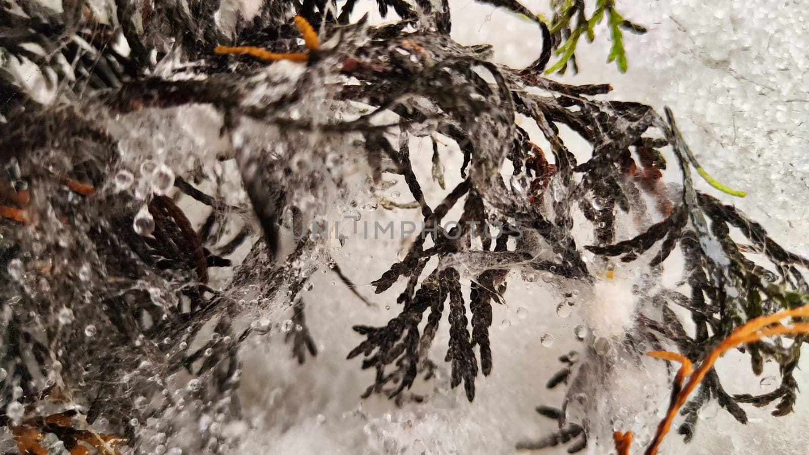 Little sick thuja cypress. Evergreen tree in the yard in early spring or winter with dead black branches. Plants in the garden after winter