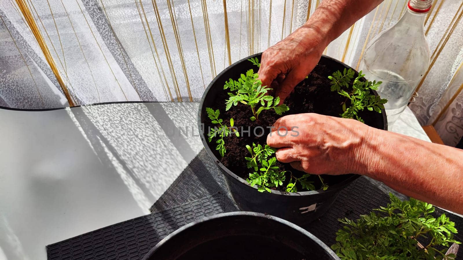 Planting marigold flowers in a pot. Reproduction of plants in spring. Young flower shoots and greenery for the garden. The hands of elderly woman, bucket of earth, green bushes and twigs with leaves