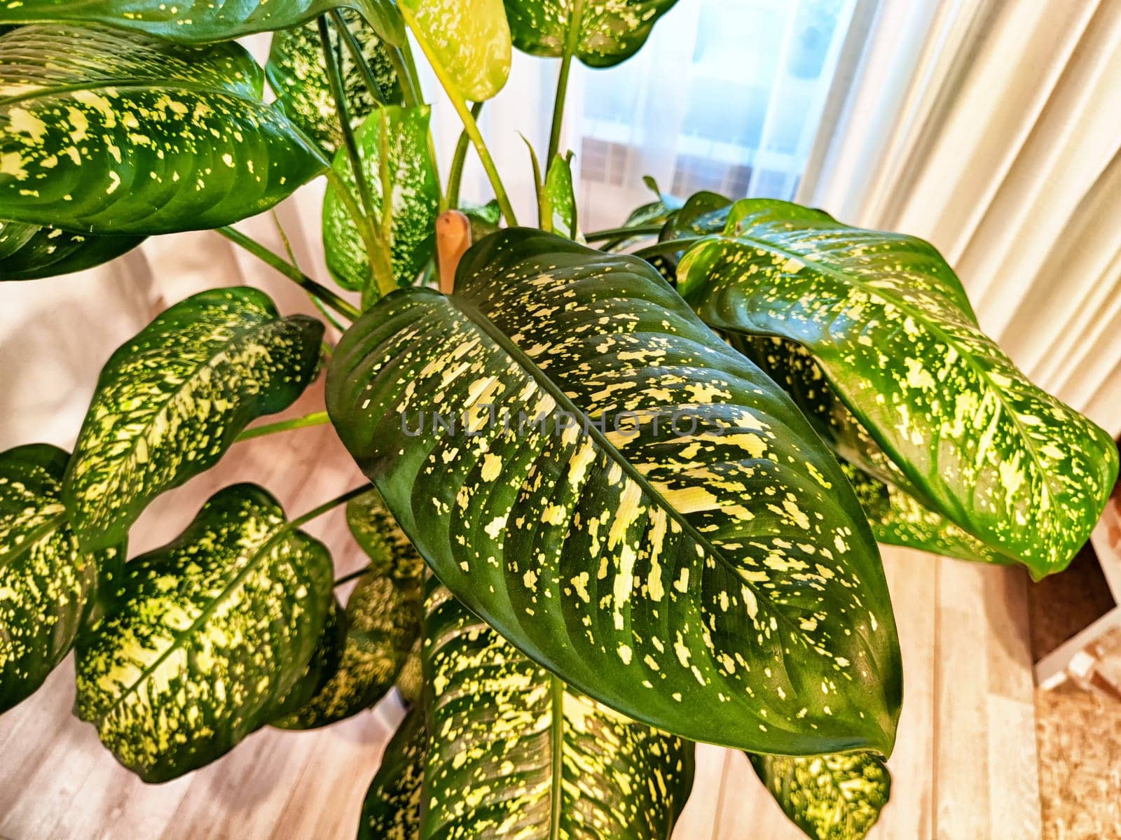 Dieffenbachia plant in a pot on a stool by the window. Retro interior in light colors. Background with plant with green leaves and fabric