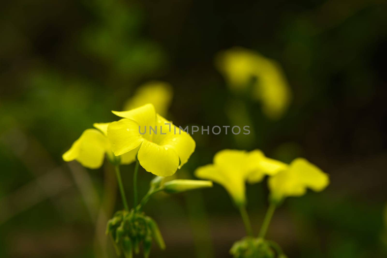 yellow wildflowers in Cyprus in winter on a sunny day 4 by Mixa74