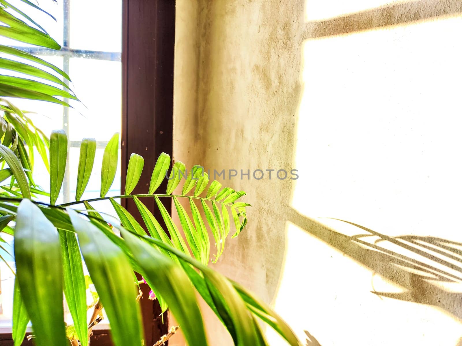 Green Hamedorea palm tree branch with leaves on windowsill in sunny day. Domestic plant. Frame, pattern, copy space on light background