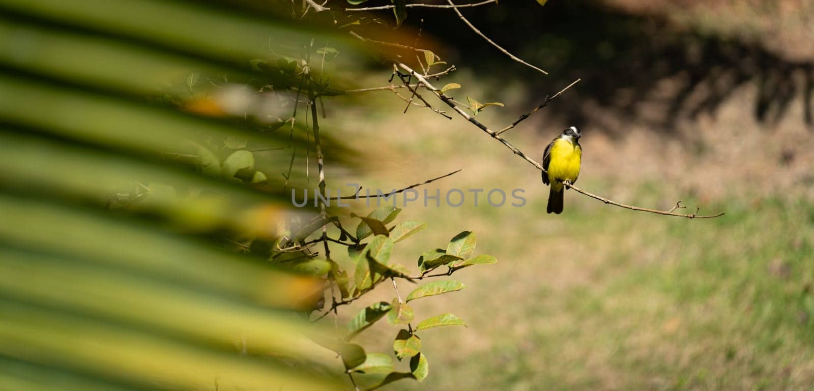 Great Kiskadee Perched on a Branch in Natural Habitat by FerradalFCG