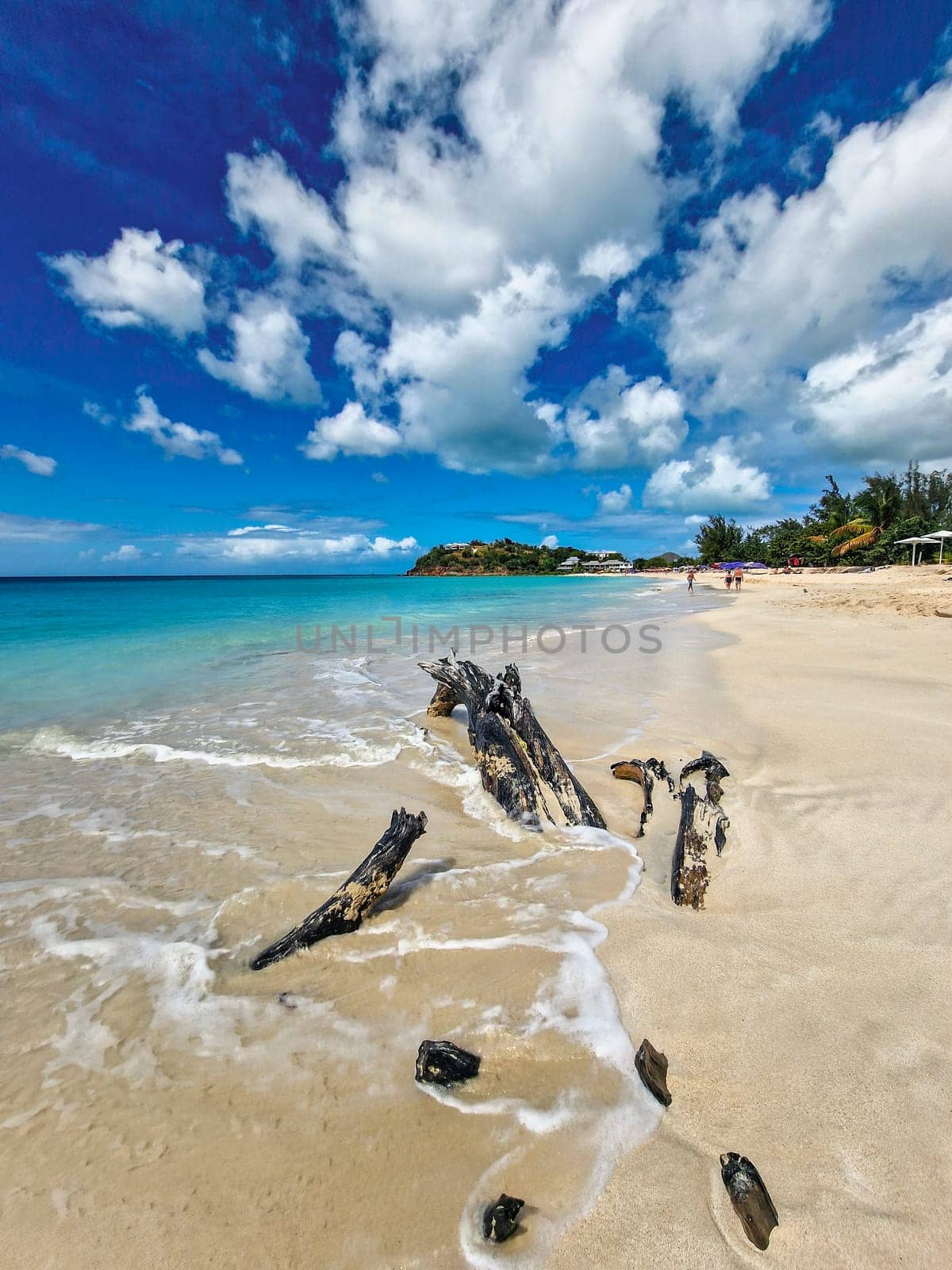 Caribbean shoreline featuring a tree trunk