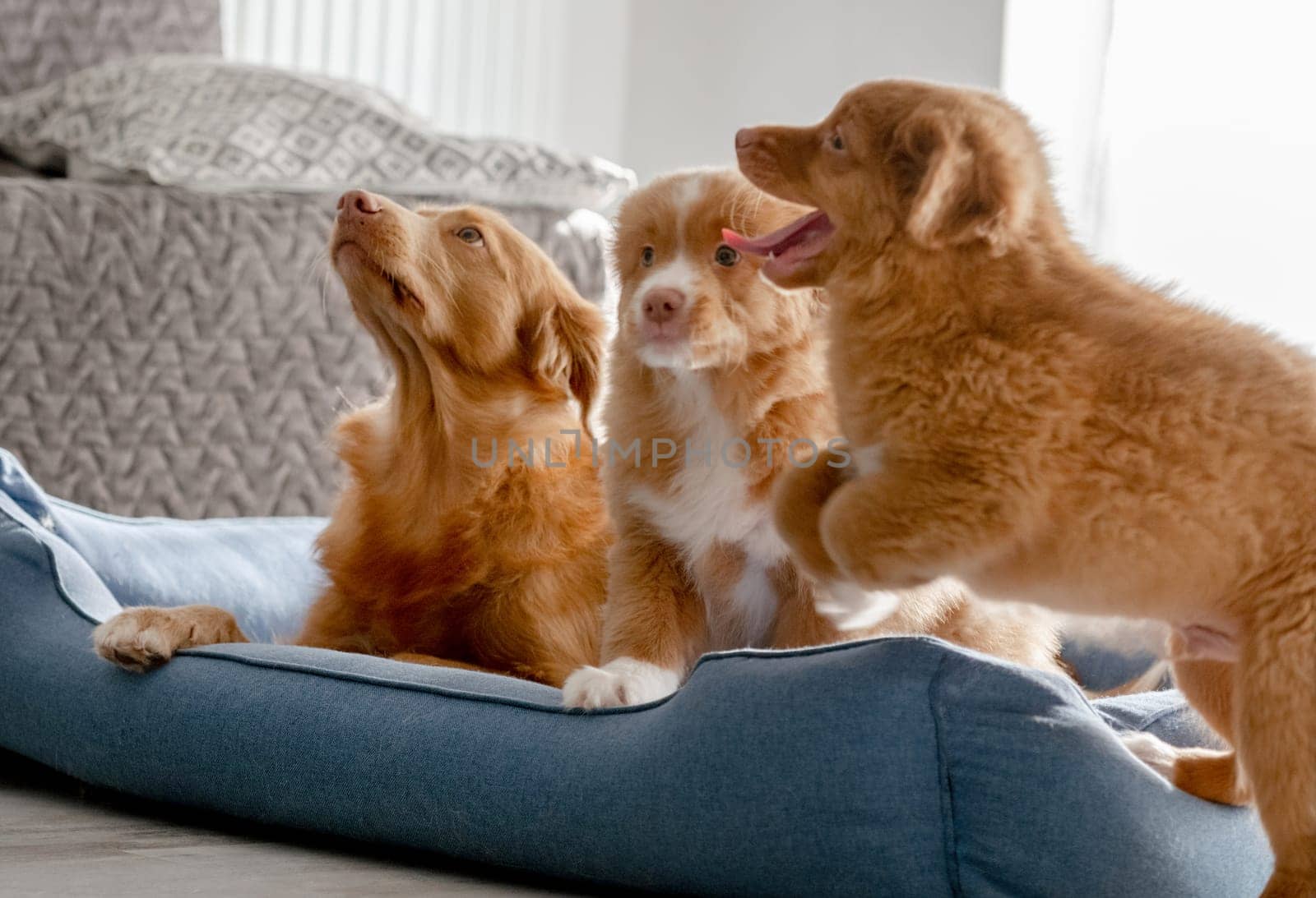 Toller Dog With Two Puppies In A Blue Bed Is A Nova Scotia Duck Tolling Retriever