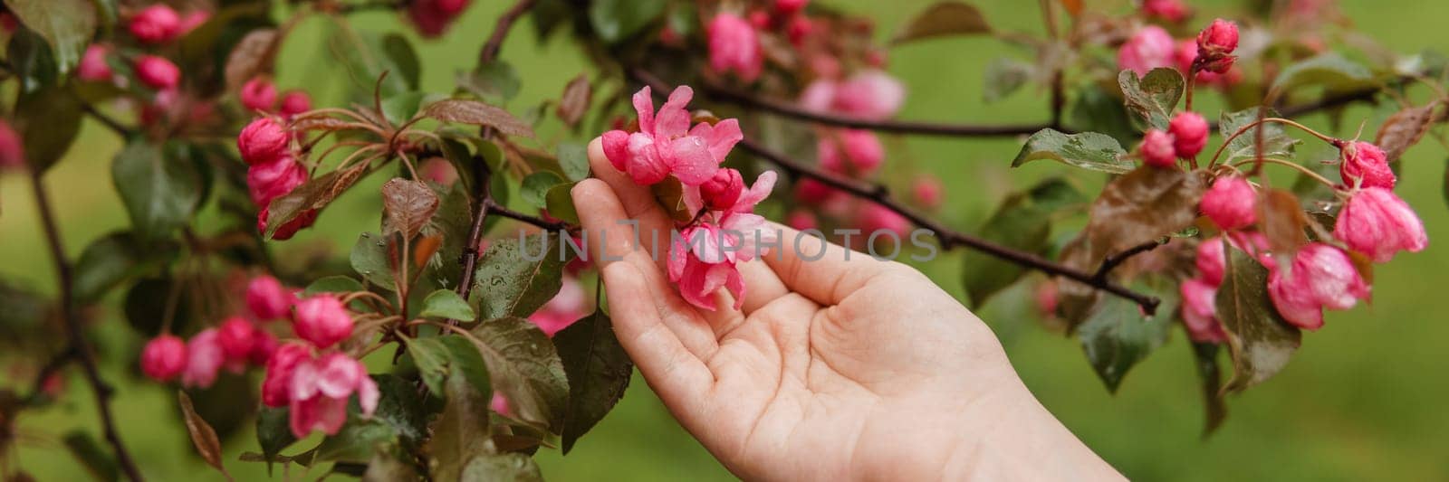 Pink flowers of a blossoming apple tree in a woman's hand. by Annu1tochka