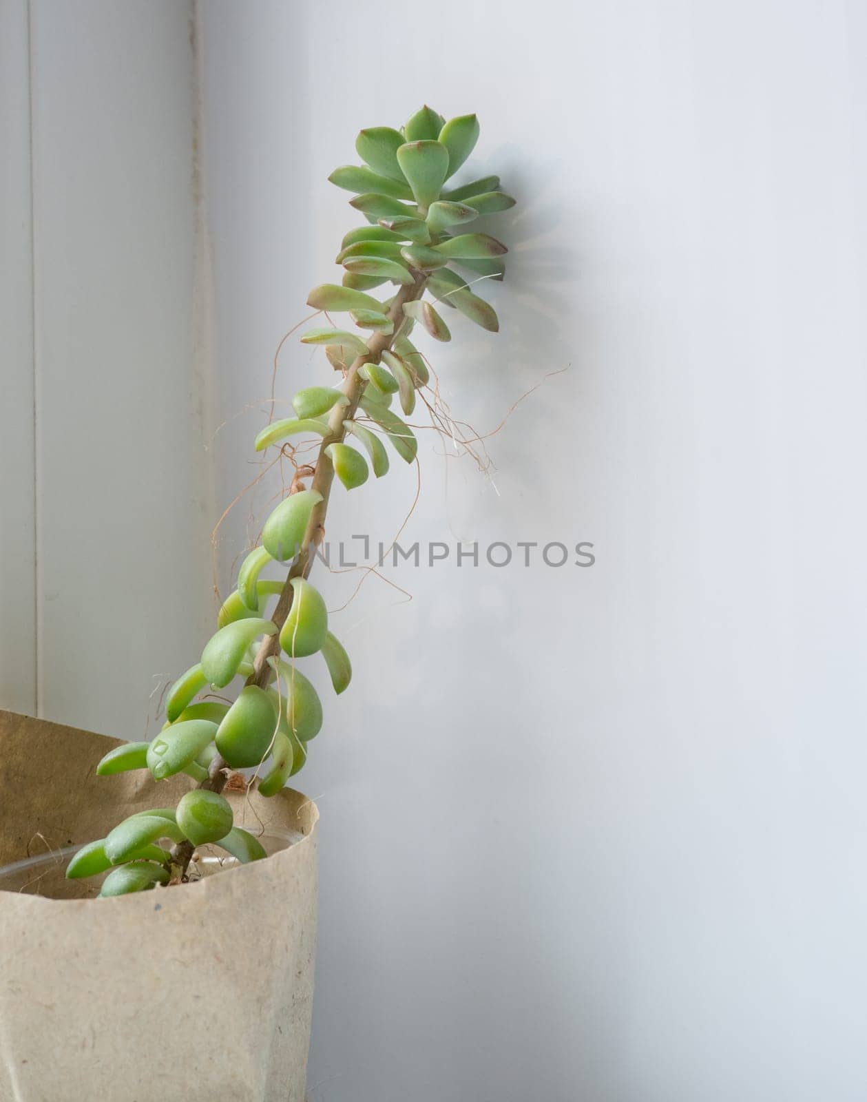 The echeveria succulent has stretched out due to lack of light. etiolation of succulents.