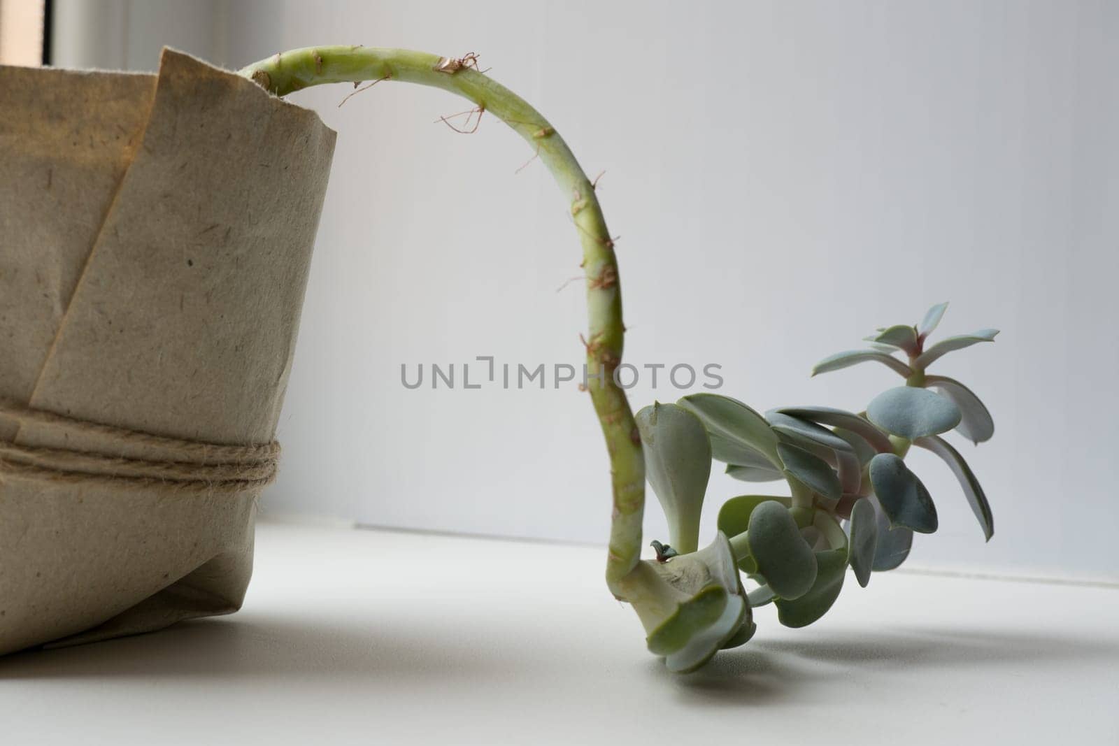 The echeveria succulent has stretched out due to lack of light. etiolation of succulents by Ekaterina34