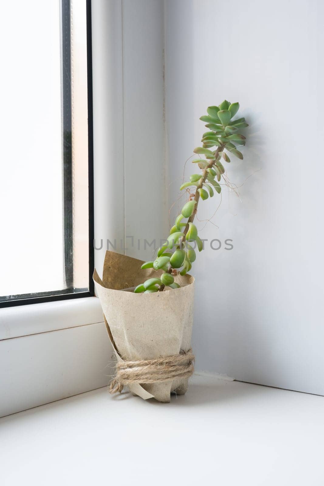 The echeveria succulent has stretched out due to lack of light. etiolation of succulents.