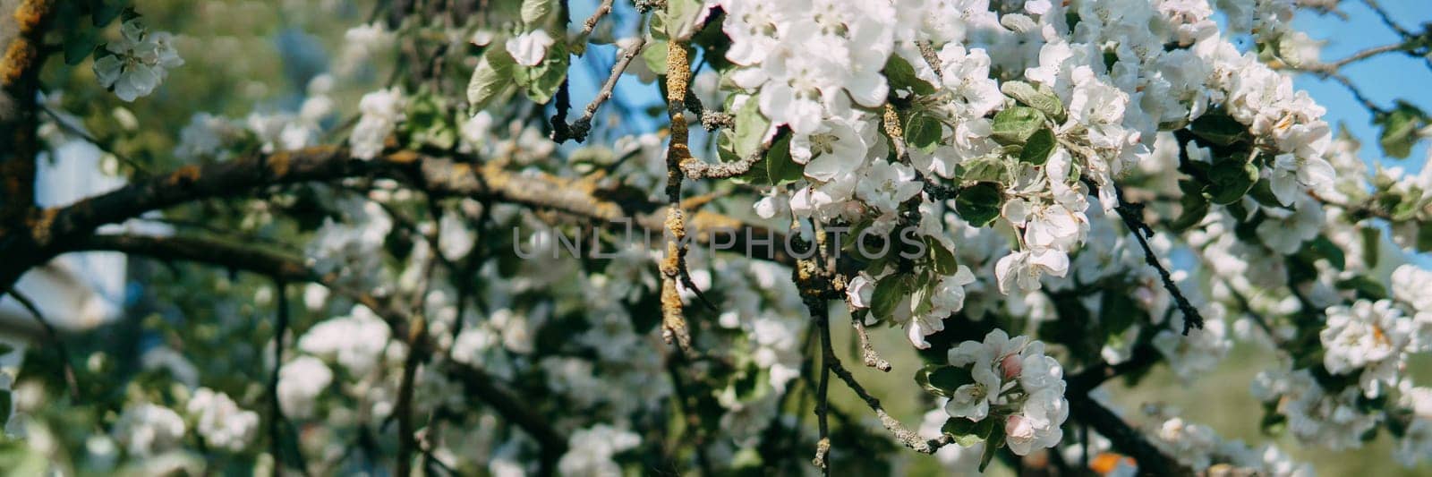 Blooming Apple tree branches with white flowers close-up, spring nature background