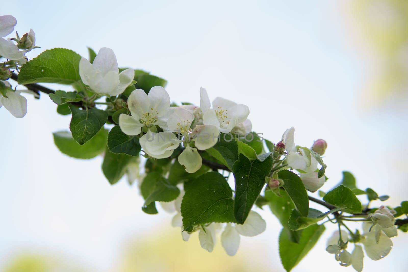 Blooming Apple tree branches with white flowers close-up, spring nature background