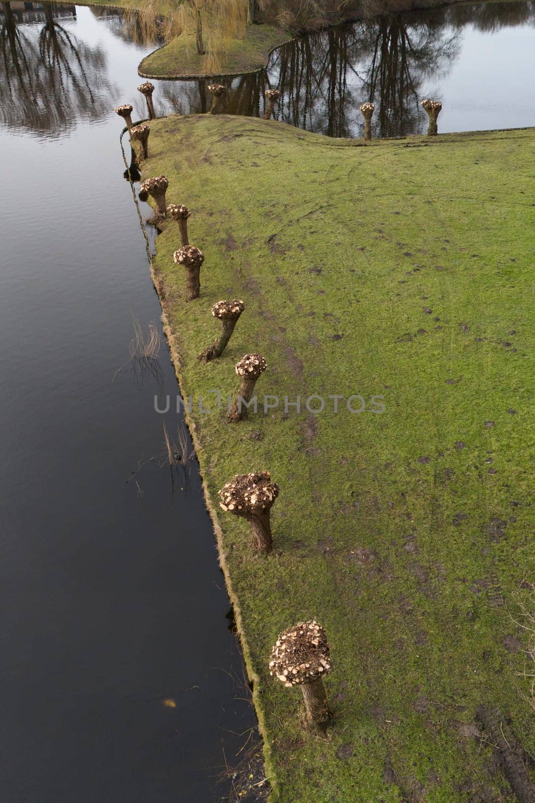 pruned pollard willows in February on a green lawn by the water, aerial photo taken with a drone and vertically