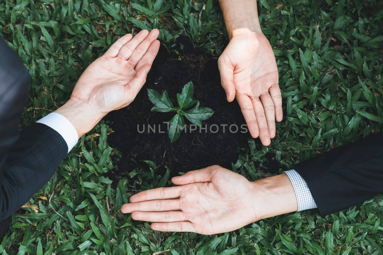 Top view group of businesspeople grow and nurture plant together on fertilized soil concept of eco company committed to CSR corporate social responsible principle, reducing CO2 emission. Gyre