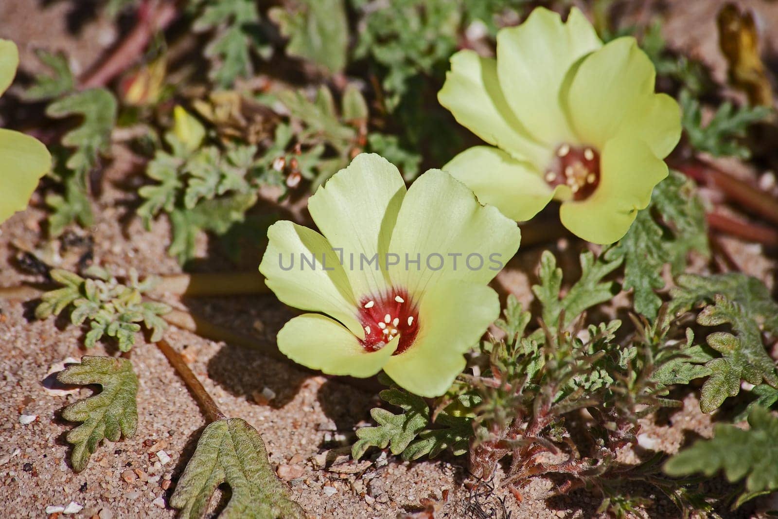 Devils thorn (Tribulus zeyheri) 11406 by kobus_peche