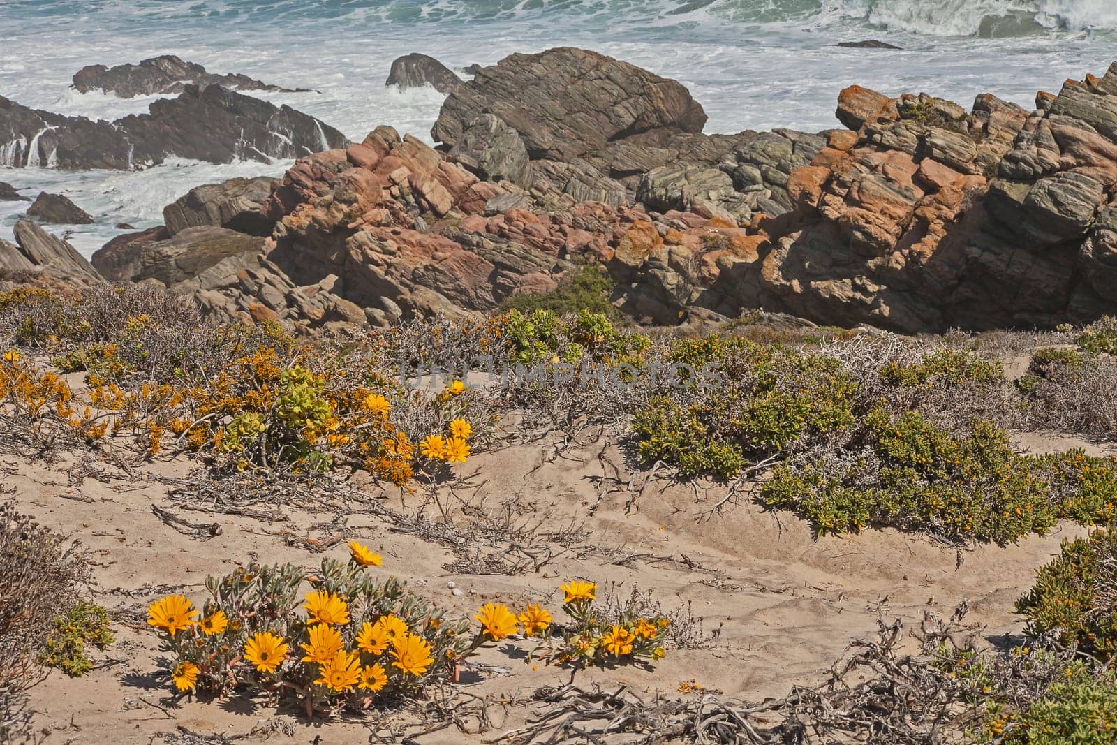 Wild flowers on the beach in Namaqualand