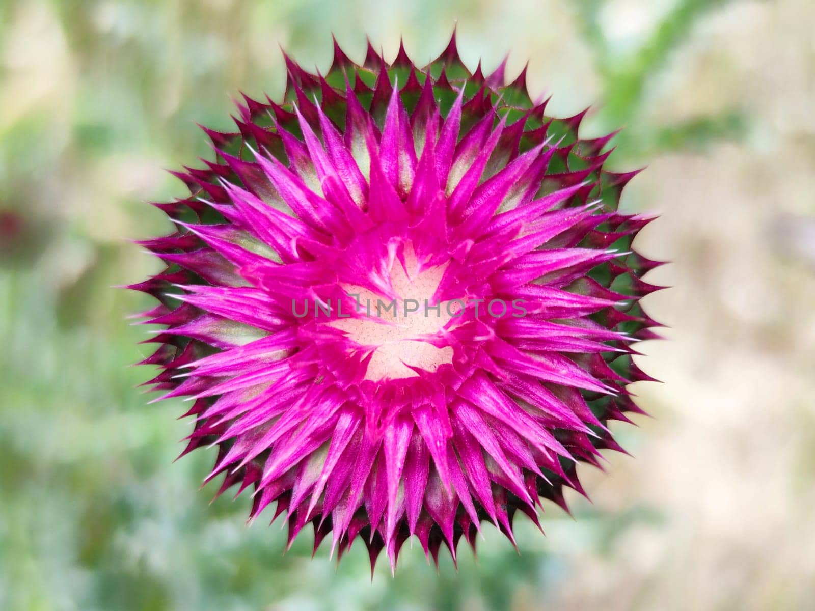 pink thistle flower Silybum closeup for abstract geometric background by Annado