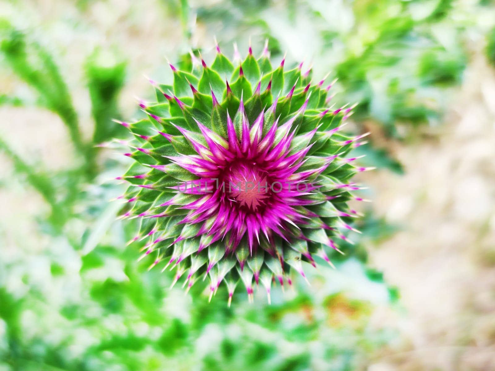 blooming pink thistle bud, macro photography for abstract plant background by Annado