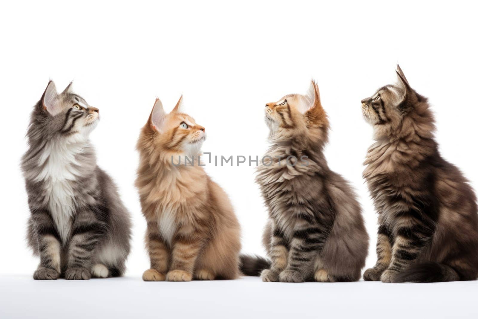 Four Maine Coon cats sitting side by side against a white background, attentively looking upwards with interest.
