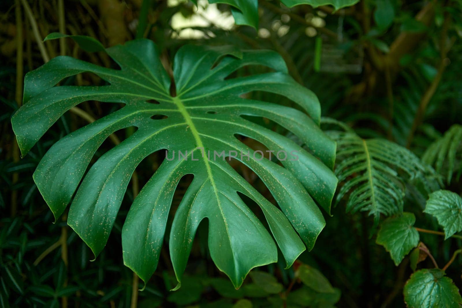 Monstera Madness: The Ultimate Guide to Growing and Caring for Monstera Plants. Growing Lush and Healthy Monstera Plants. Indoor Garden with Stunning Monstera Plants by Andrii_Ko