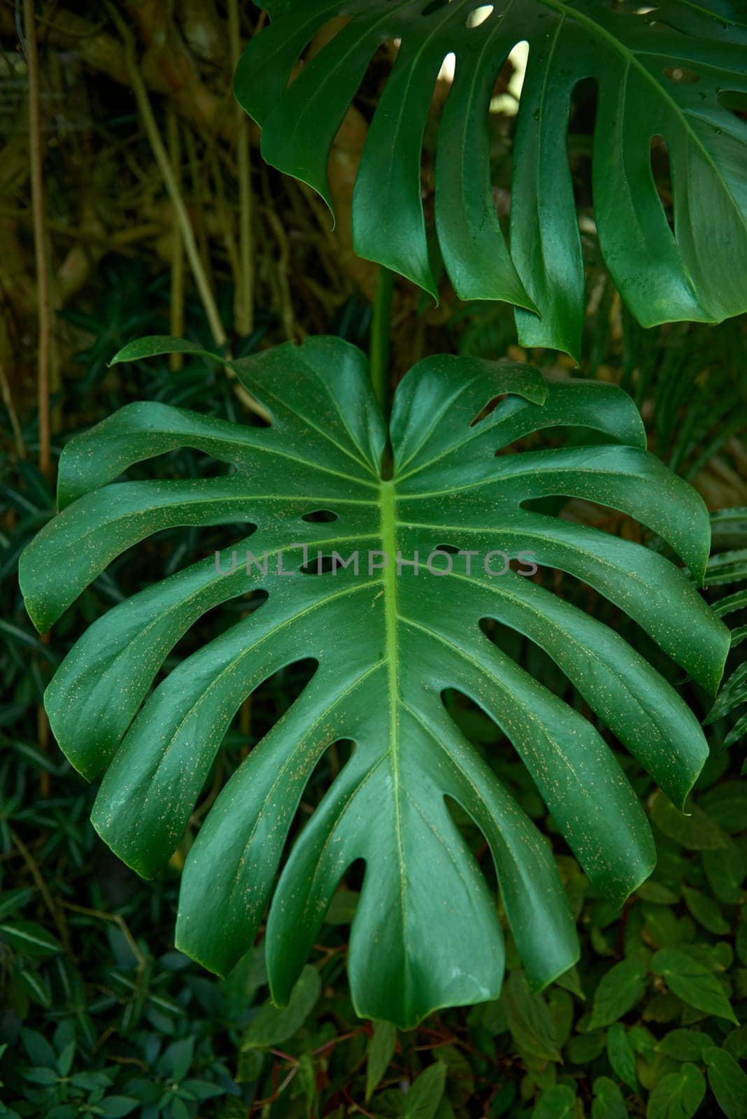 Monstera Madness: The Ultimate Guide to Growing and Caring for Monstera Plants. Growing Lush and Healthy Monstera Plants. Indoor Garden with Stunning Monstera Plants by Andrii_Ko