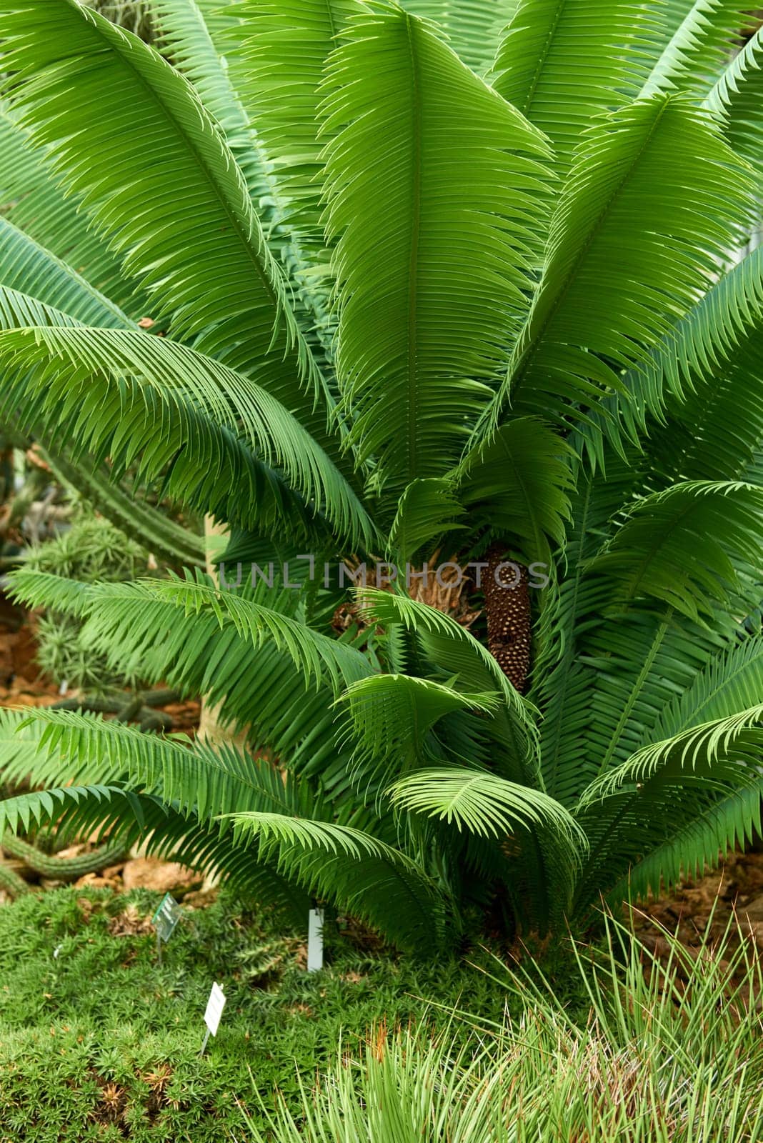 Cycad Splendor Unveiled: Majestic Sago Palms in the Eco-friendly Botanical Conservatory. Journey into Botanic Elegance: Exploring the Enchanting World of Cycads in the Greenhouse Haven. Sago Symphony Defined: A Lush Tapestry of Sago Palms in the Ecological Sanctuary. Sustainable Oasis Captured: Sago Palms Flourishing in the Eco-friendly Conservatory Wonderland. Nature's Marvel Revealed: Sago Palms Dance in Harmony with the Lush Greenery