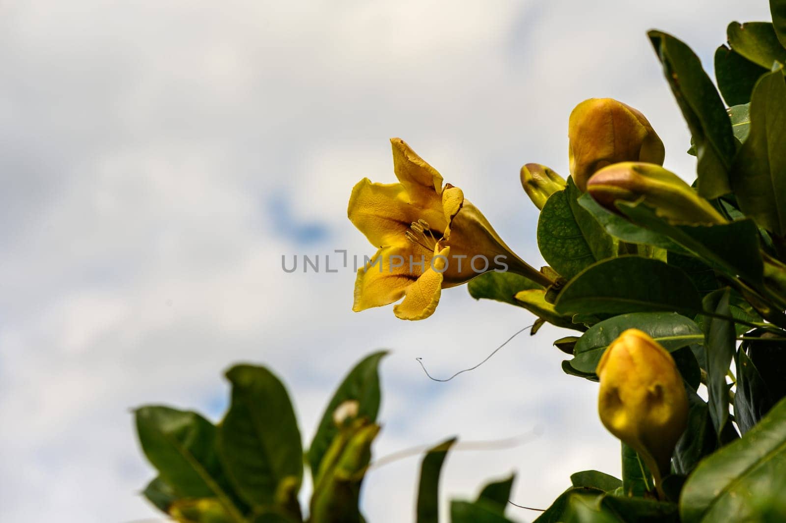 yellow tropical flowers in winter in cyprus 3