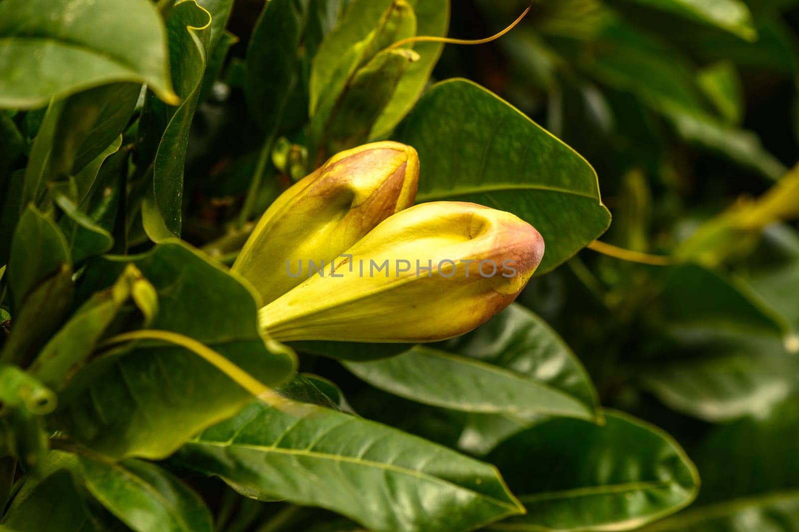 yellow tropical flowers in winter in cyprus 2 by Mixa74