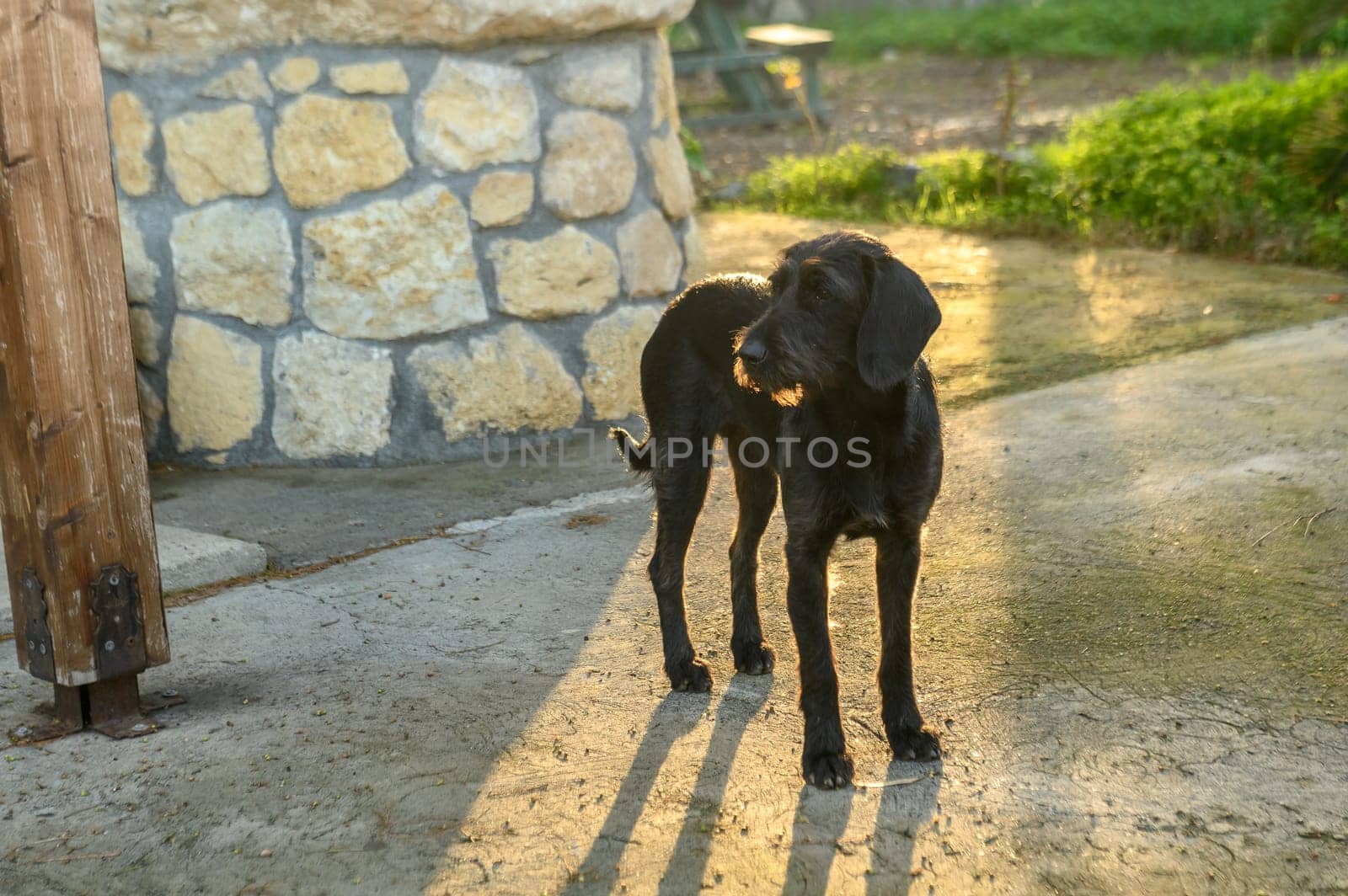 yard dog near a restaurant in Cyprus