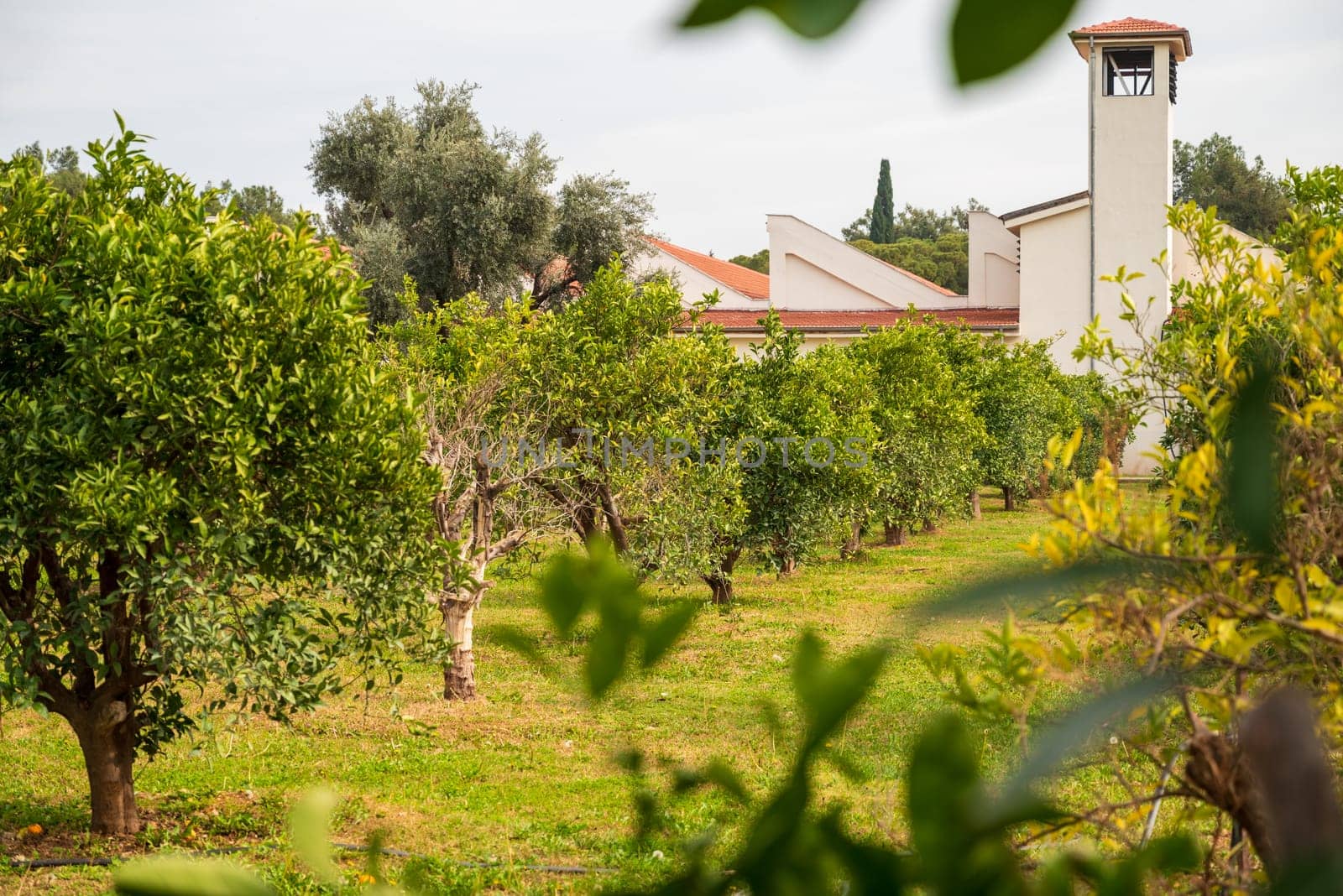 Orange trees in the orange garden with fruits picked