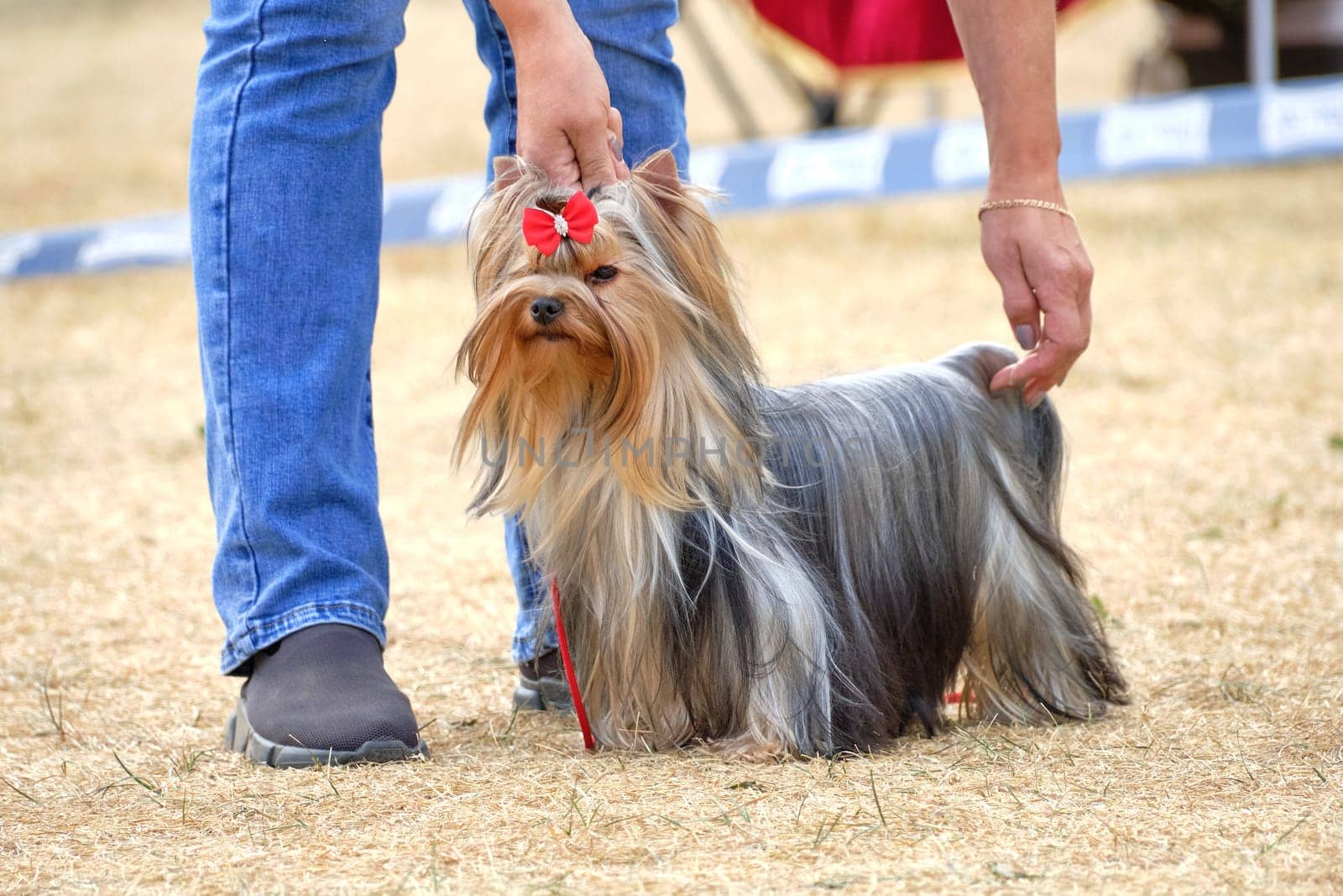 Yorkshire Terrier in show coat. A man exposes a dog to be shown to the judges