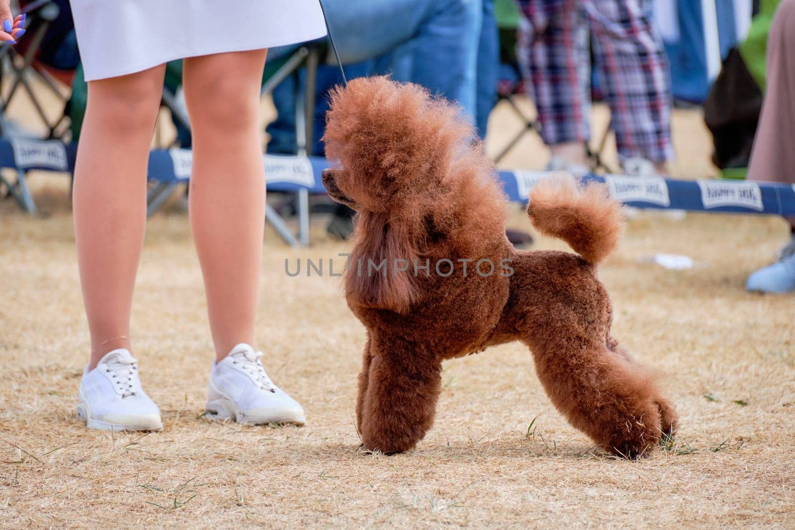 A beautiful miniature red-colored poodle in a rack shows off his figure