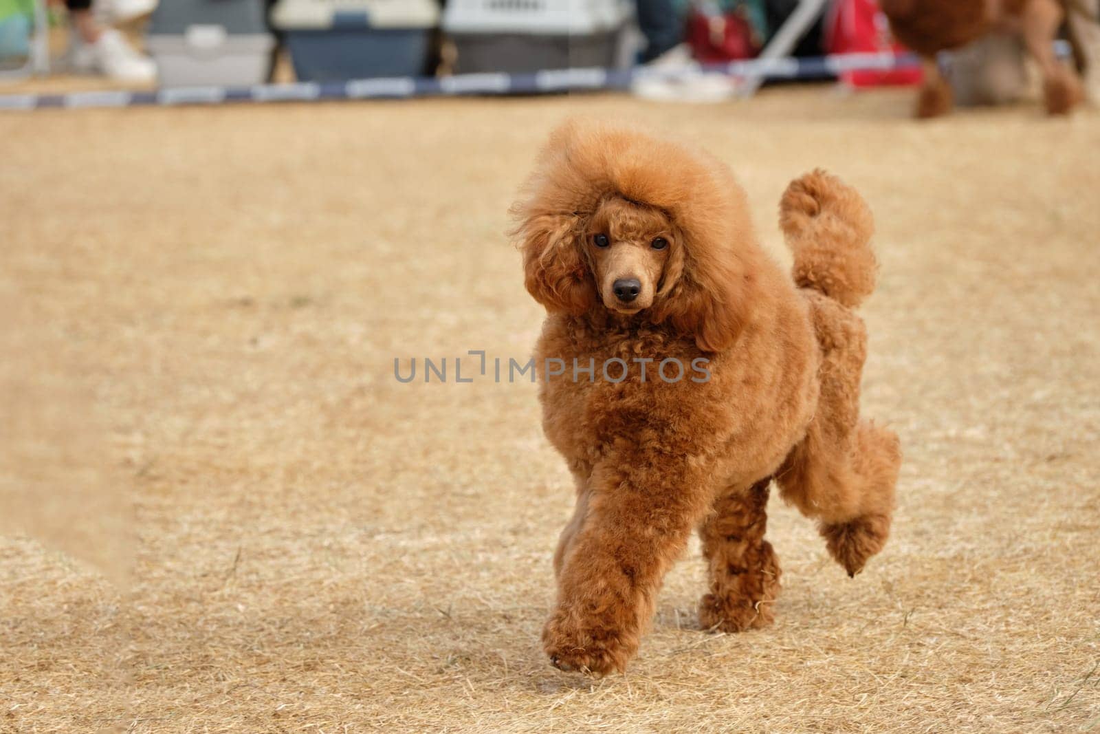A beautiful miniature red-colored poodle in motion