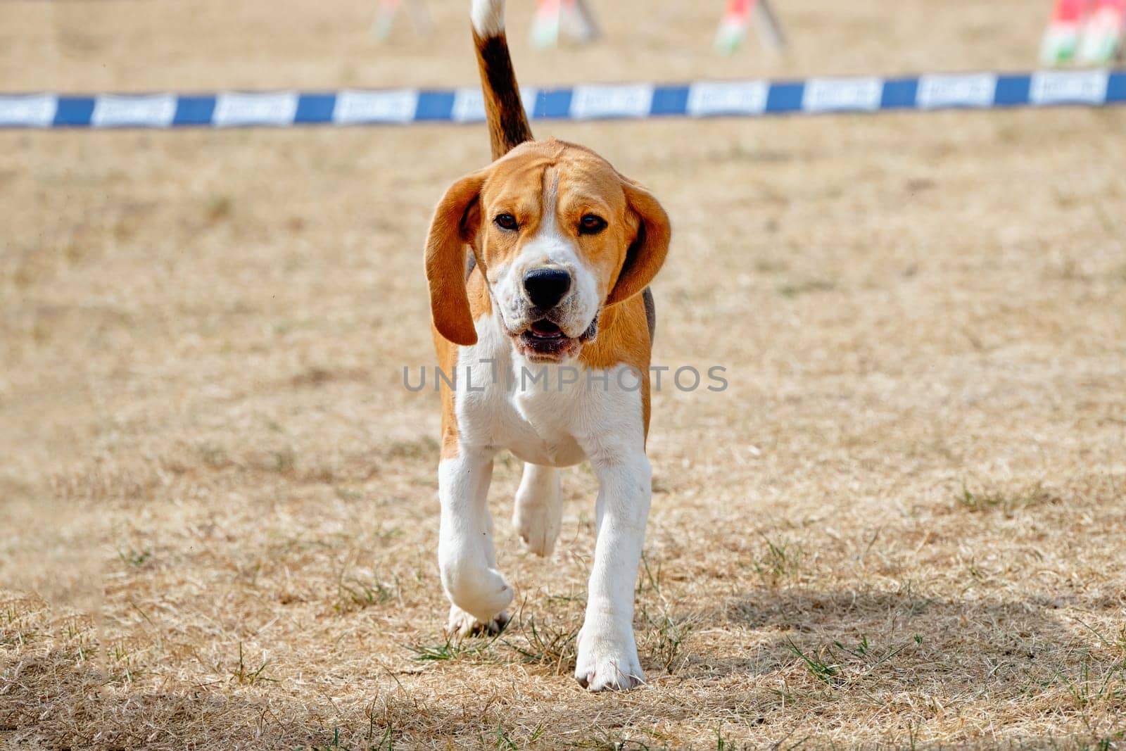 Beagle dog walks forward on camera