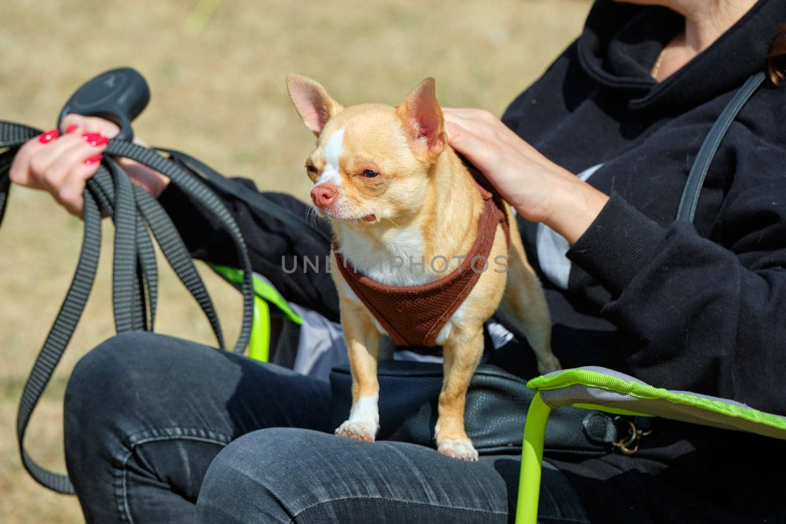 A Chihuahua dog in the arms of a person with disabilities sitting on an armchair